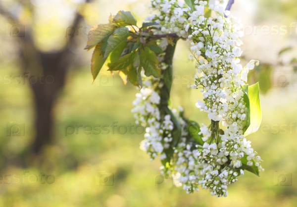 Wreath from lily of the valley hanging on the spring blossoming tree
