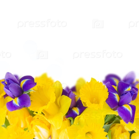 Border of spring yellow daffodil and blue iris flowers over white background, stock photo
