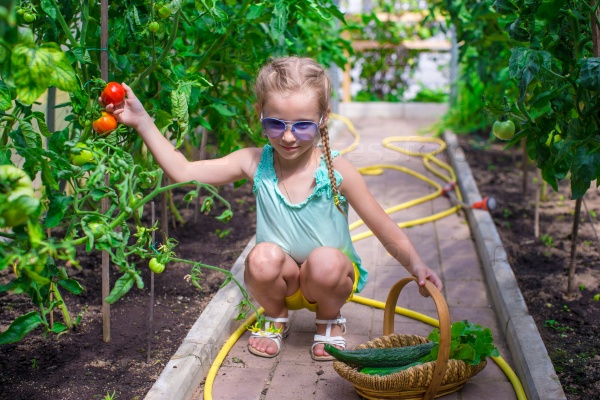 Cute little girl collects crop cucumbers and tomatos in greenhouse, stock photo