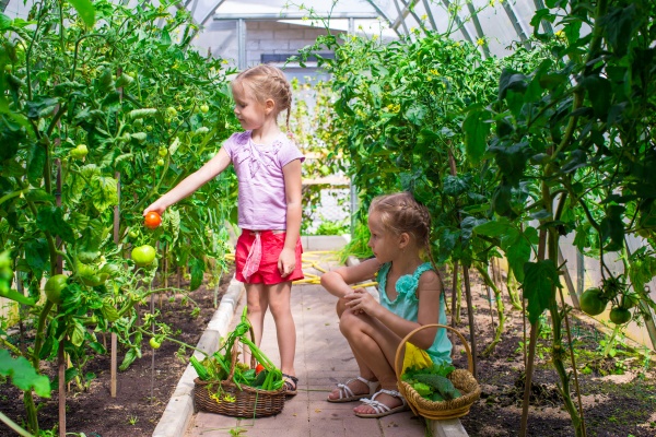 Cute little girls collecting crop cucumbers in greenhouse