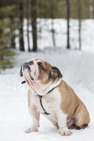 English Bulldog in the winter forest