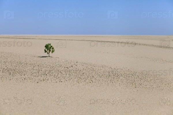 Lonely plant in the desert in a hot sunny day