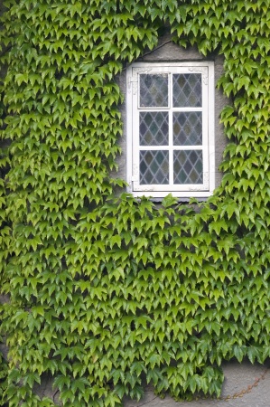 Window with ivy