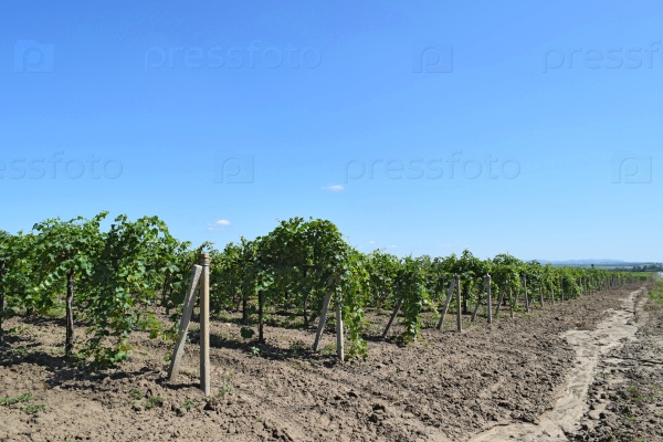 Grape gardens. Cultivation of wine grapes at the Sea of Azov.