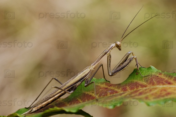 close up of wild side of praying mantis mantodea on a green brown left  in the bush