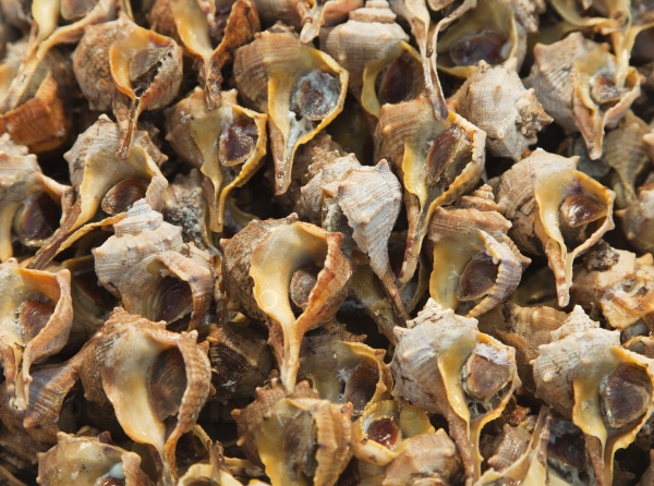 Fresh clam close-up in an open-air market