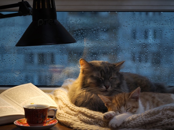 Cats sleeping in the window. Outside, rain, water drops on the glass. Twilight, included a desk lamp. It should be a cup with a drink, it is an open book. Cozy and warm