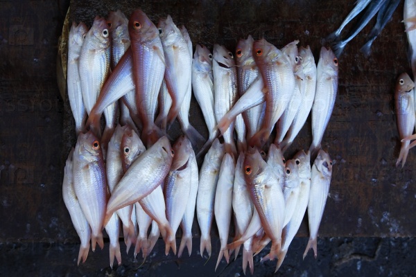 Fresh fish at Stone Town Fish Market, stock photo