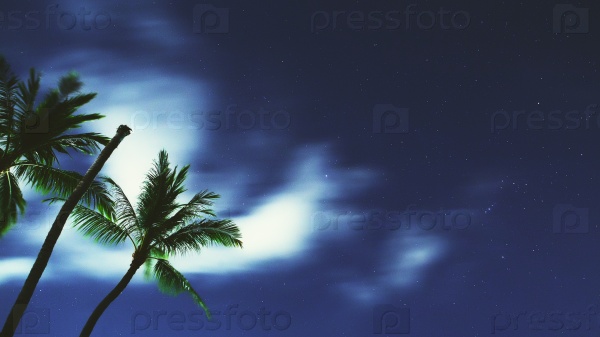 tropical night sky, palm trees and stars