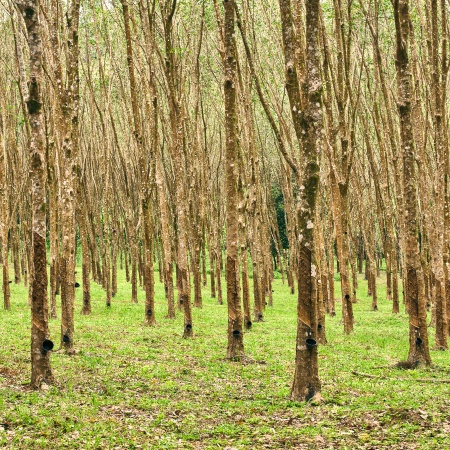Rubber Forest