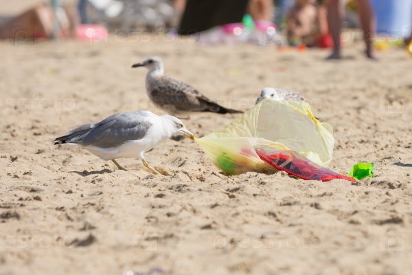 Gulls on the sea shore beach dragged a bag of food with holidaymakers, stock photo