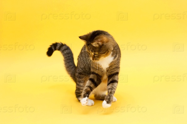 Tabby adult crazy cat plays with ball isolated on yellow, stock photo