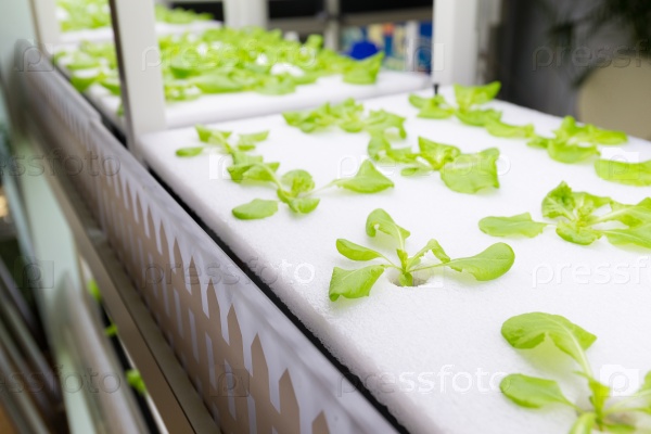 Simple Hydroponic System growing Lettuce