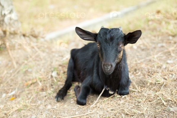 Black goat in farm