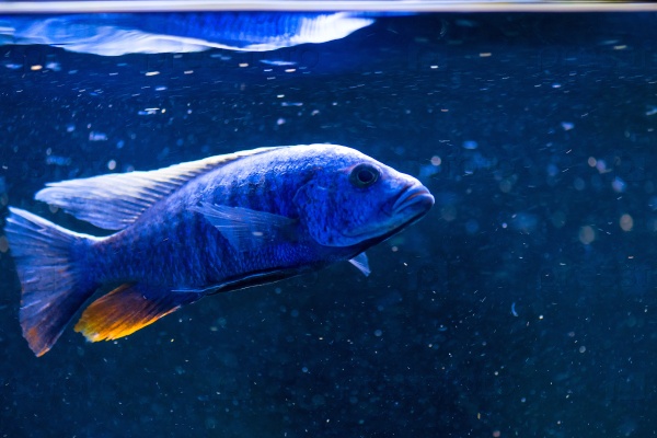 Blue fish family cichlid fishes close-up, stock photo