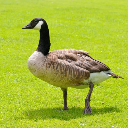 gray goose on green field