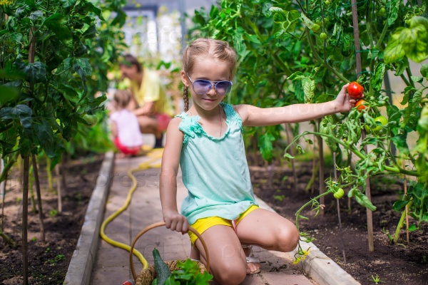 Cute little girl collects crop cucumbers and tomatos in greenhouse