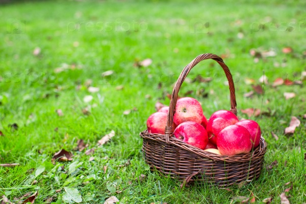 Big straw basket with red apples on green grass, stock photo