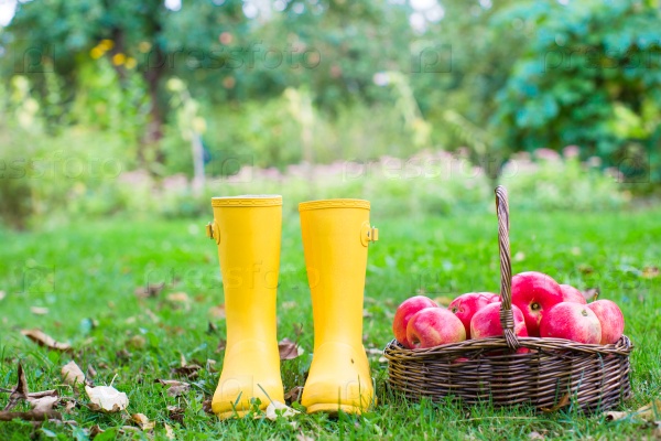 Closeup of yellow rubber boots and basket with red apples in the garden