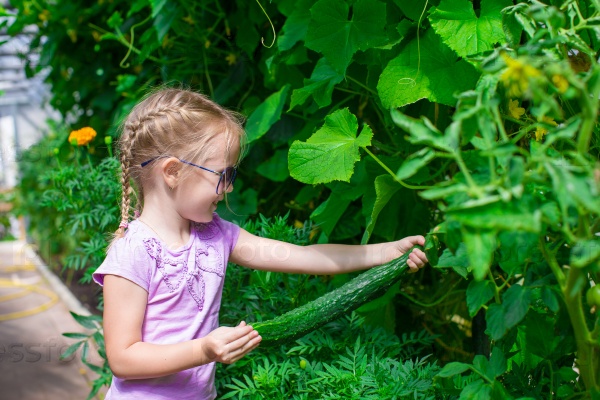Cute little girl collects crop cucumbers in the greenhouse