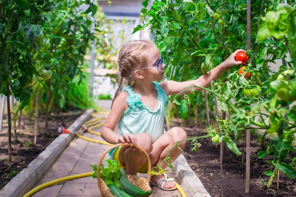 Cute little girl collects crop cucumbers and tomatos in greenhouse