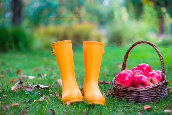 Close-up of colorful rubber boots and large basket with red apples in the courtyard of a village house, stock photo