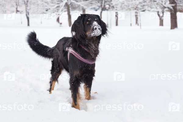 A beautiful dark brown dog playing outside in cold winter snow, stock photo