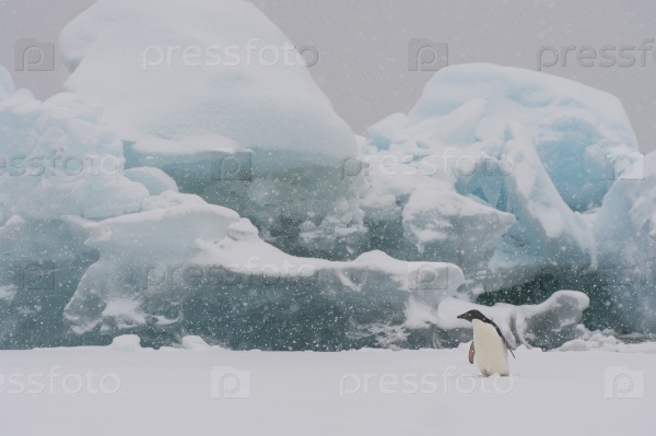 Adelie Penguin on an Iceberg in Antarctica, stock photo