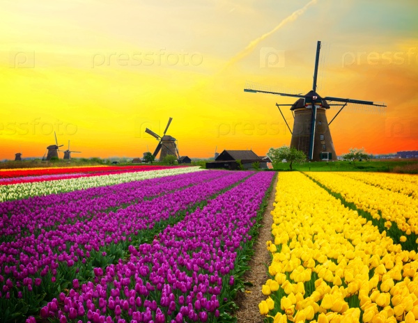 Dutch windmill over colorful yellow tulips field on sunset, Holland, stock photo