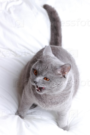 Emotional British short hair cat on a white bed sheets