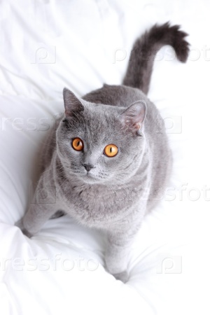 Gray cat on a white bed sheets