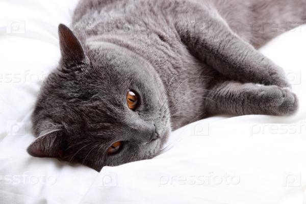 Gray cat on a white bed sheets