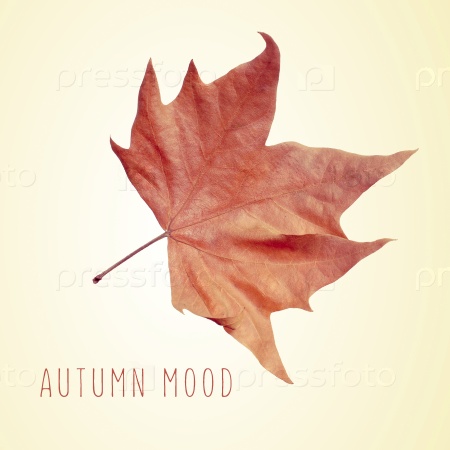 dry leaf and the text autumn mood