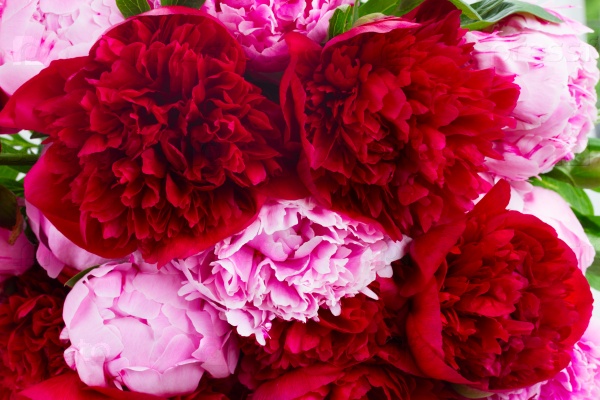Background of fresh dark red and pink peony flowers close up , stock photo