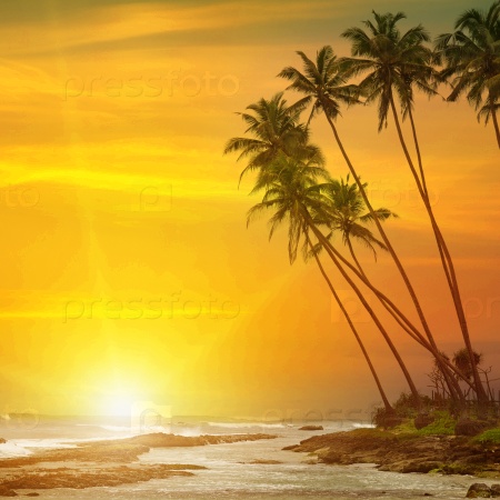 sun rise, tropical palm trees and ocean