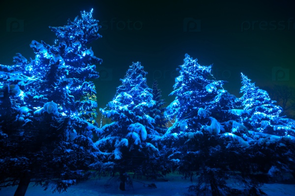 Snow covered Christmas tree lights in a winter forest by night. Huge fir trees with Christmas lights, stand out brightly against the dark blue tones of the snow covered scene. Super wide angle shot.
