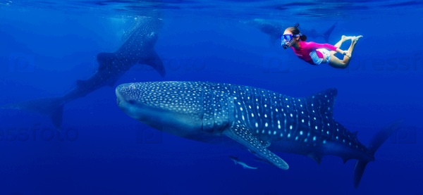 Girl snorkeling with whale shark