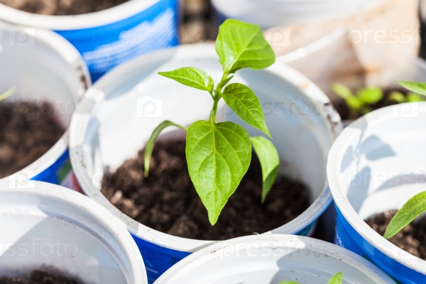 Green shoot of bell pepper plant in plastic tube on window sill, stock photo