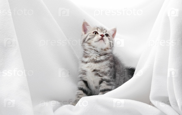Little kitten looking up. On comfortable white background like a coverlid.