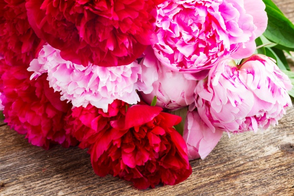 Background of fresh dark red and pink peony flowers close up on wood, stock photo