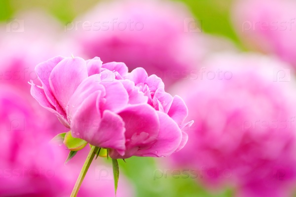 Bud of pink peony on a background of peony flowers, stock photo
