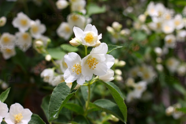 beautiful flowers jasmine as part garden plants