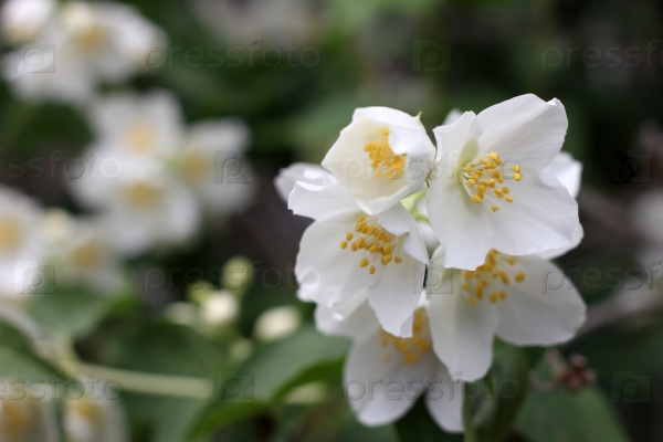 beautiful flowers jasmine as part garden plants