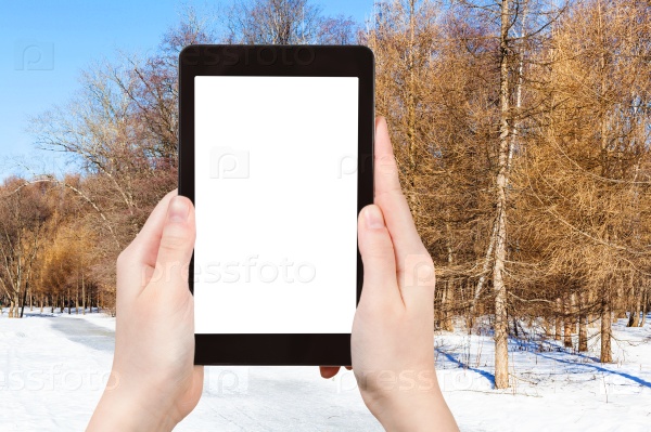 Season concept - tourist photographs frozen path in larch forest in sunny winter day on tablet pc with cut out screen with blank place for advertising, stock photo