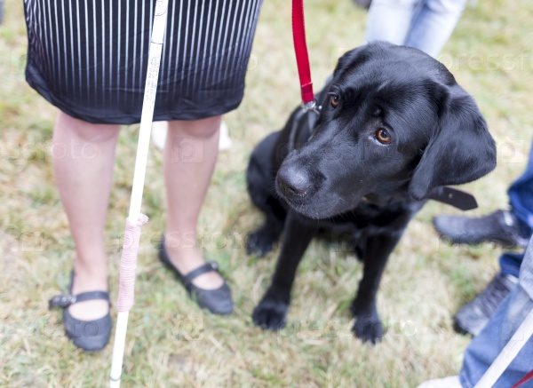 Black labrador guide dog before the last training for the animal. The dogs are undergoing various trainings before finally given to the physically disabled people.