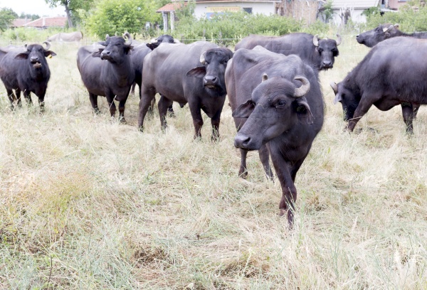 Buffaloes in a dairy farm. The dairy farm is specialized in buffalo yoghurt and cheese production.