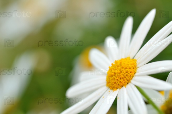 Soft focus white daisy flowers for background, stock photo
