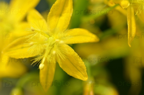Sout African plant Bulbine natalensis also known with common name Bulbine, stock photo