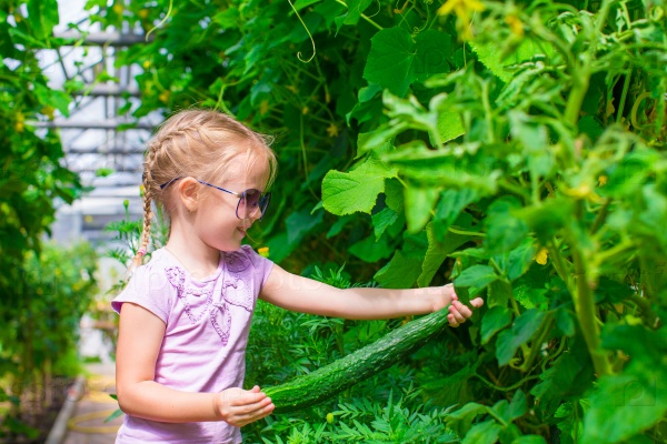 Adorable little girl collecting crop cucumbers and tomatoes in greenhouse, stock photo