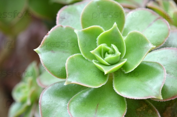 Hen and Chicks Succulent Plant close up, stock photo